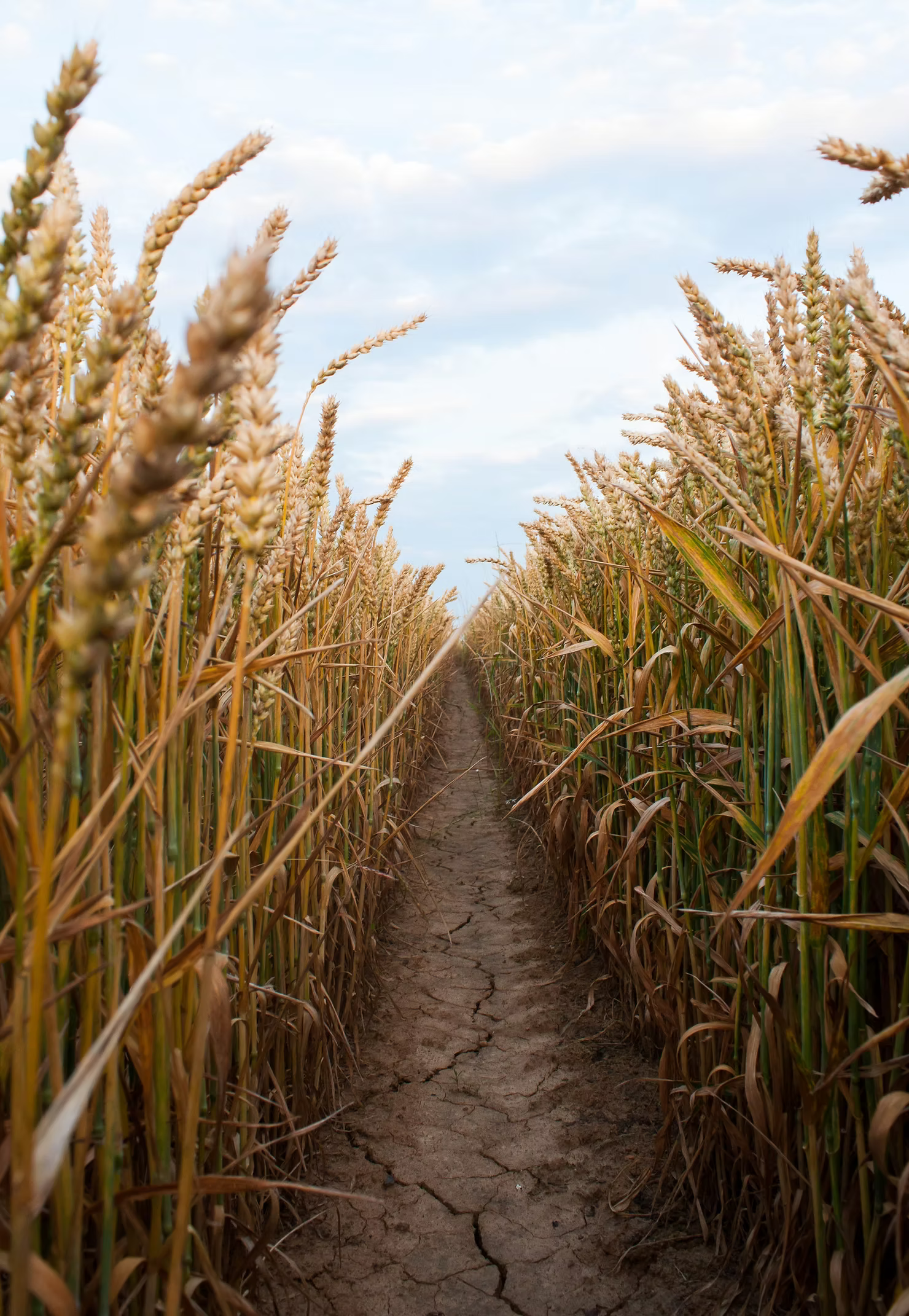 Le Blé, base de l'alimentation depuis l'Antiquité