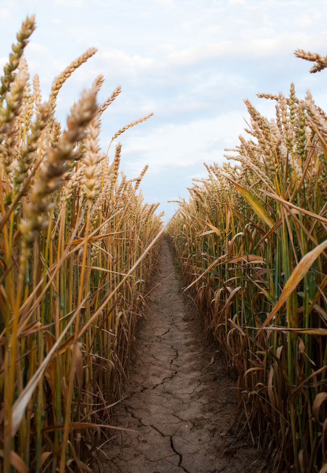 Le Blé, base de l'alimentation depuis l'Antiquité